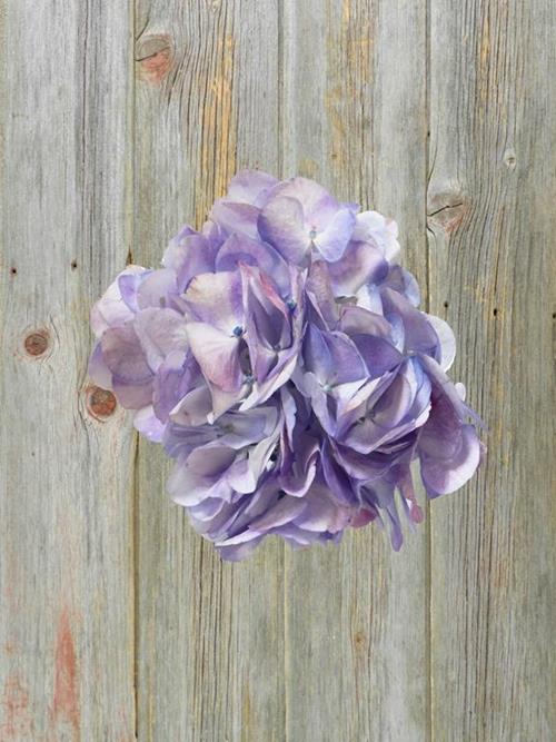 Big Petal Lilac White-Lavender Color Hydrangeas